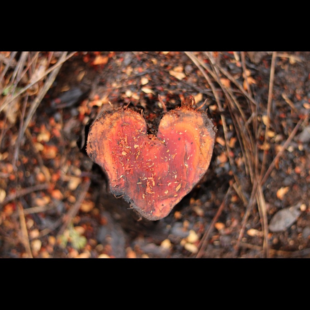 Original Photography by Corissa Taylor